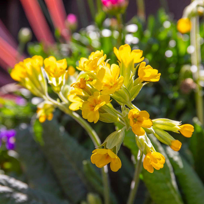 A close-up of bright yellow cowslip flowers with green stems and leaves in a garden setting, with a softly blurred background.