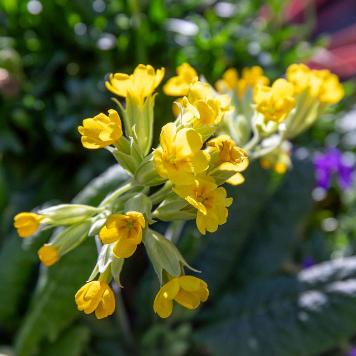 Yellow Primula veris 'cowslip' flowers growing in  dappled sunshine.