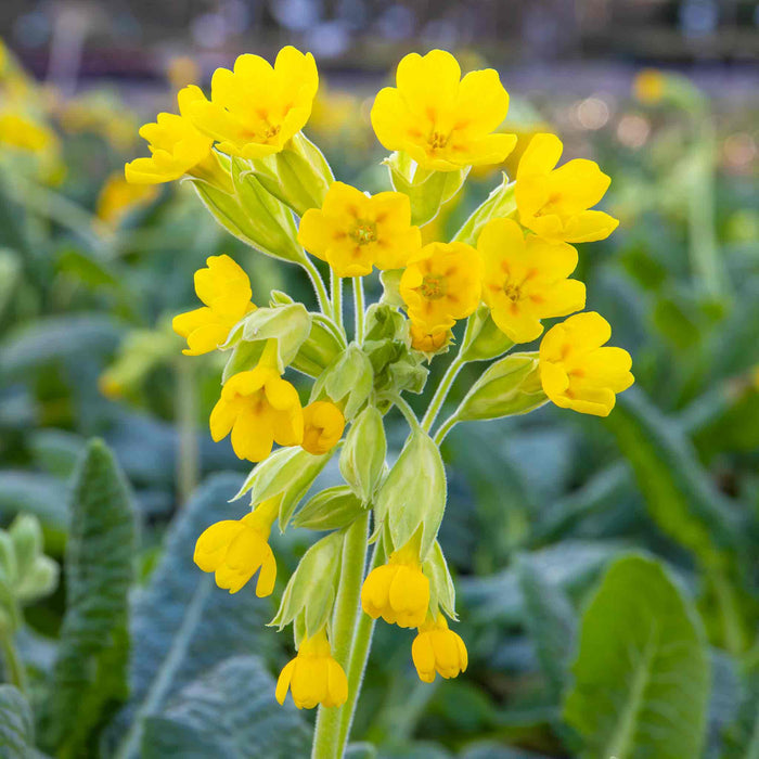 A cluster of yellow Primrose flowers in bloom with green foliage in the background.