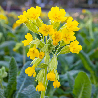 A cluster of yellow Primrose flowers in bloom with green foliage in the background.