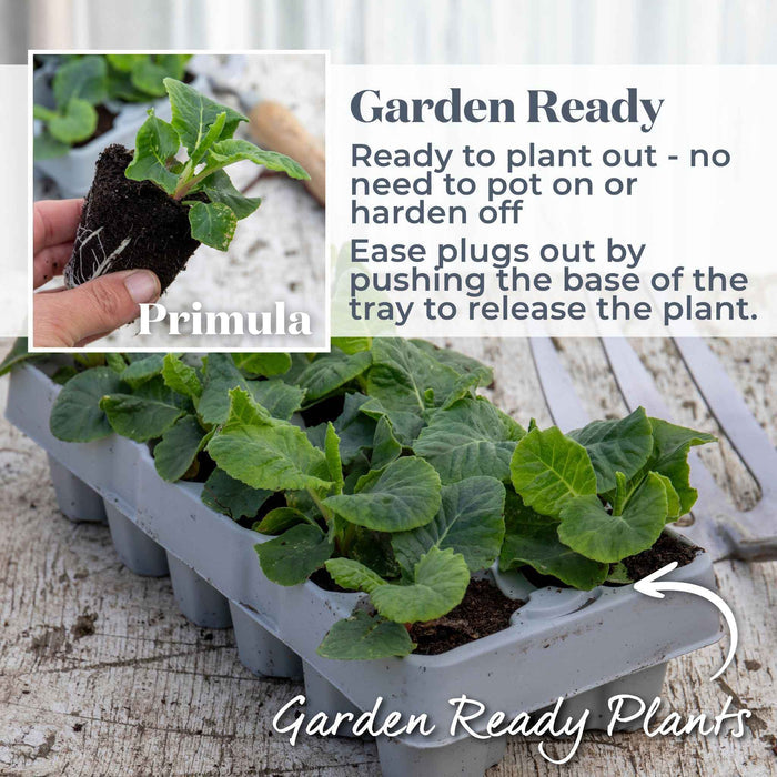 A tray of green primula plants labeled 'Garden Ready Plants,' with a small inset showing a hand holding a single primula plant. Text explains that the product is ready to plant out and easy to release from the tray.