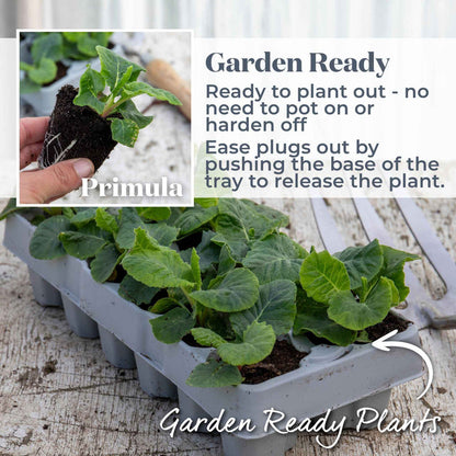 A tray of green primula plants labeled 'Garden Ready Plants,' with a small inset showing a hand holding a single primula plant. Text explains that the product is ready to plant out and easy to release from the tray.