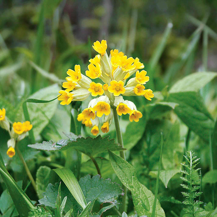 A single primula veris cowslip plant with multiple yellow flowers growing amongst dense foliage.