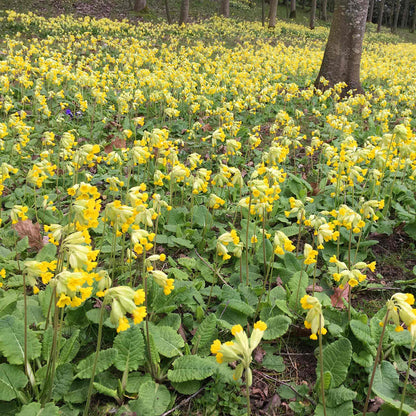 Masses of yellow primulas covering the ground in a woodland setting.
