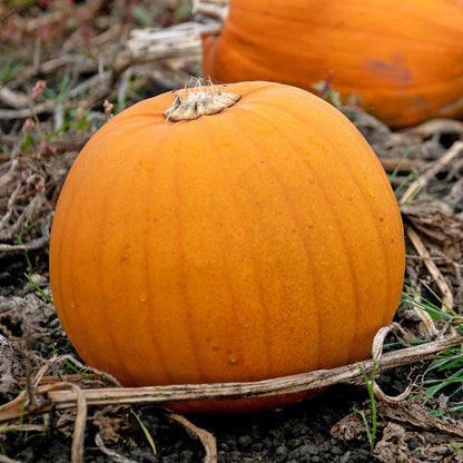Pumpkin 'Jack Of All Trades'
