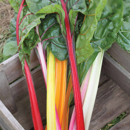 Rainbow Chard