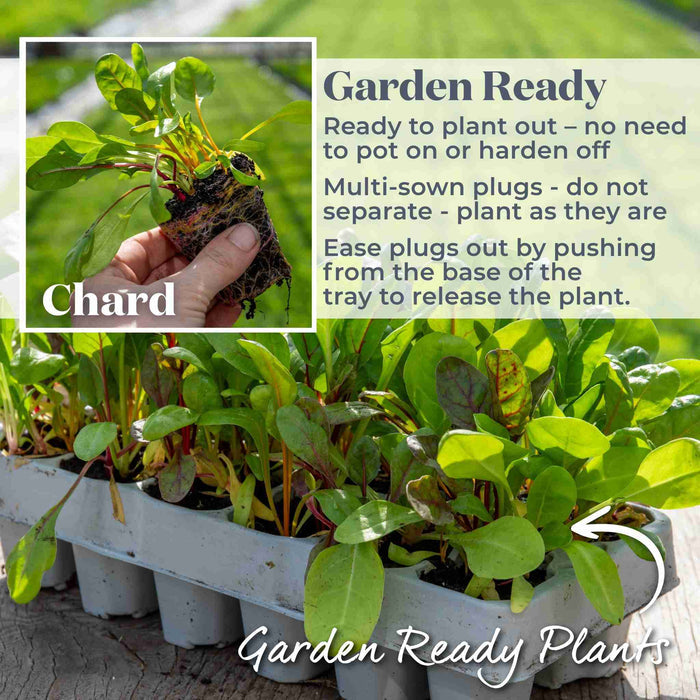 Rainbow Chard Plant