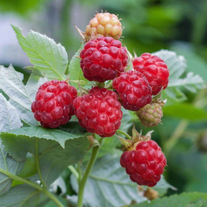 Raspberry 'Glen Ample' (Long Cane)