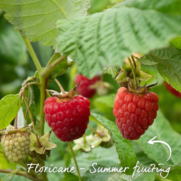 Raspberry 'Glen Ample' (Long Cane)