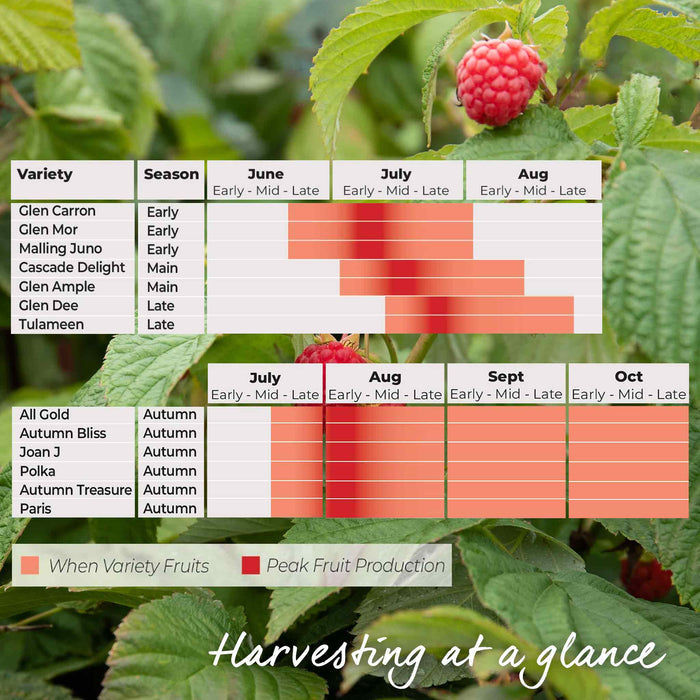 Raspberry 'Glen Ample' (Long Cane)