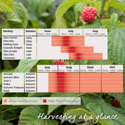 Raspberry 'Glen Ample' (Long Cane)