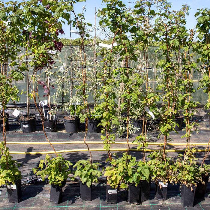 Raspberry 'Glen Ample' (Long Cane)