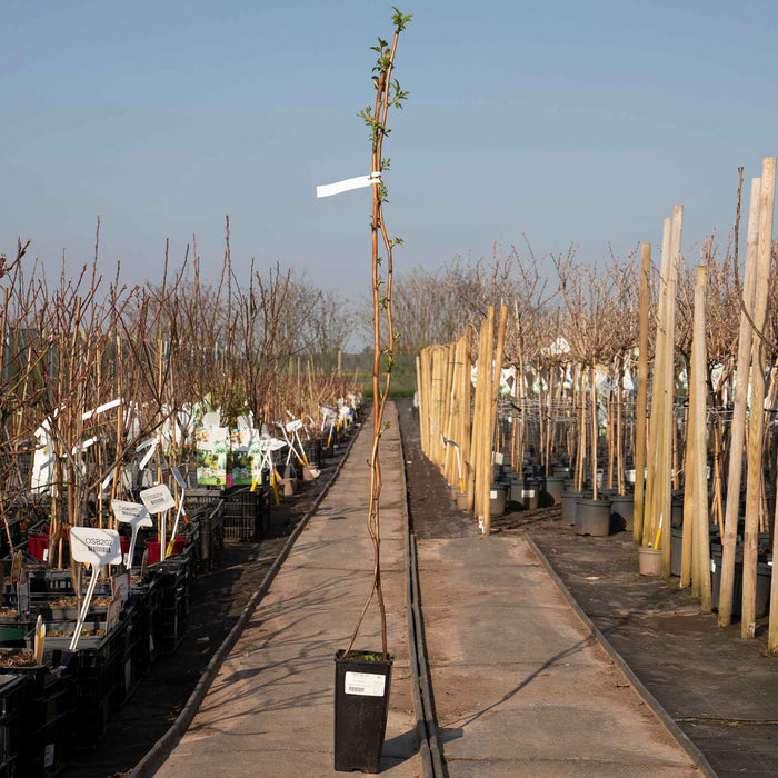 Raspberry 'Glen Ample' (Long Cane)
