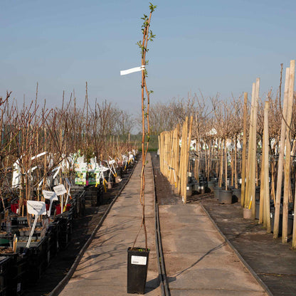 Raspberry 'Glen Ample' (Long Cane)