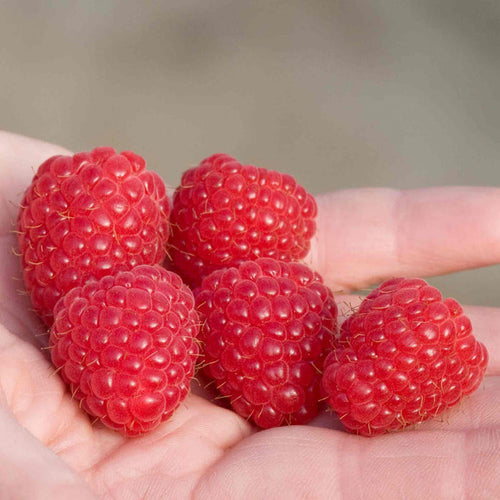 Raspberry 'Imara'