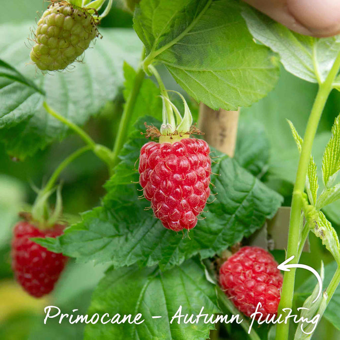 Raspberry 'Imara'