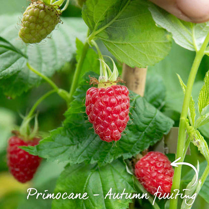 Raspberry 'Imara'