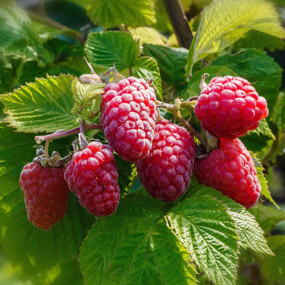 Raspberry 'Tulameen' (Long Cane)