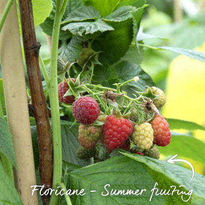 Raspberry 'Tulameen' (Long Cane)