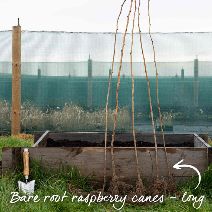 Raspberry 'Tulameen' (Long Cane)