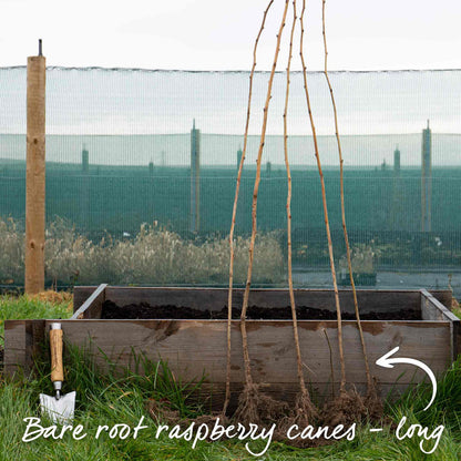 Raspberry 'Tulameen' (Long Cane)
