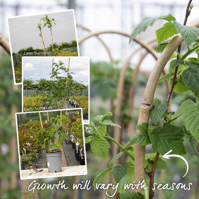 Raspberry 'Tulameen' (Long Cane)