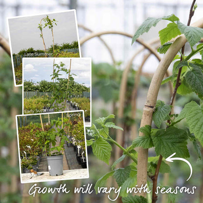 Raspberry 'Tulameen' (Long Cane)