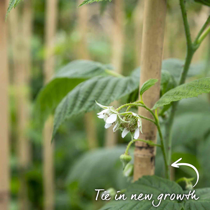 Raspberry 'Tulameen' (Long Cane)
