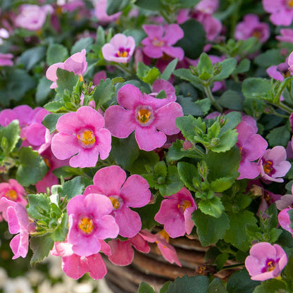 Rattan Round Hanging Basket