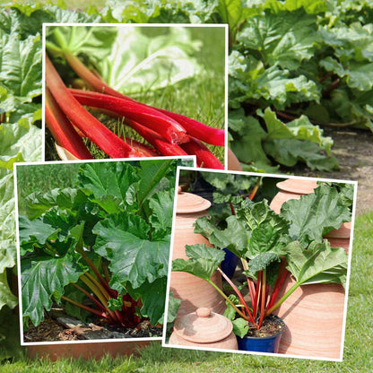Collage of 3 rhubarb plants and stalks with green leaves and red stems.