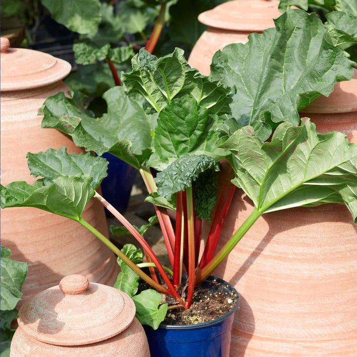 Potted rhubarb plant with large green leaves and red stems in a garden setting surrounded by terracotta forcing  pots.