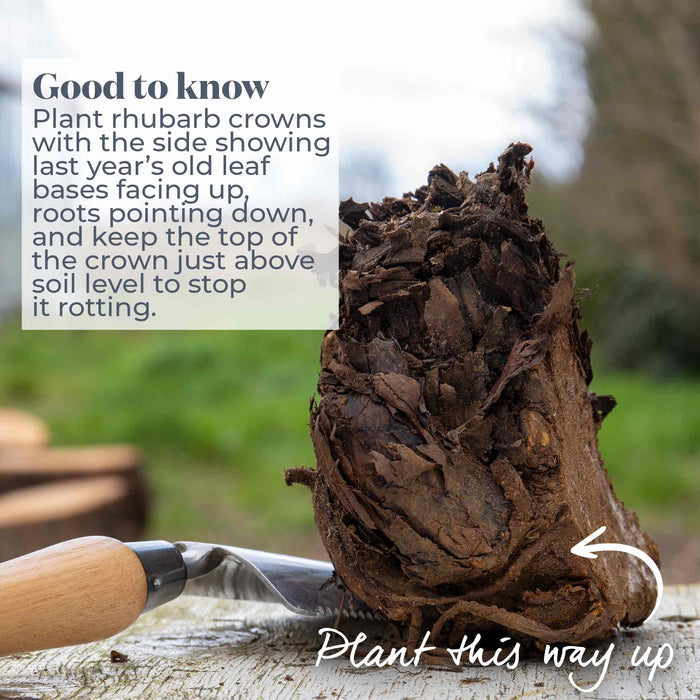 Rhubarb crown with gardening advice text overlay about how to plant.