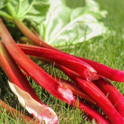 Close-up of freshly harvested raspberry red rhubarb stalks laying on grass.