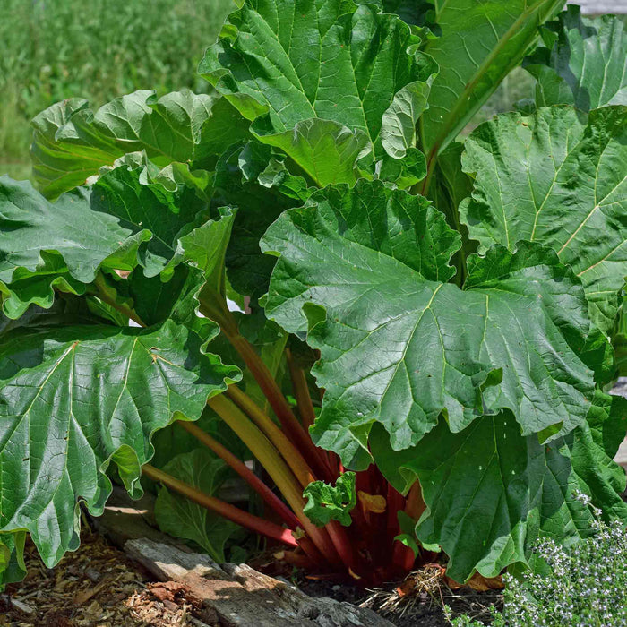 Close-up of a rhubarb plant with large green leaves and red stalks.