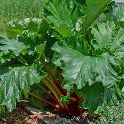 Close-up of a rhubarb plant with large green leaves and red stalks.