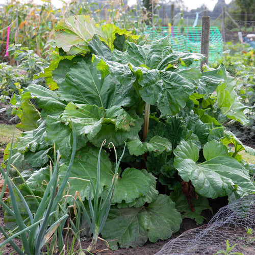 Large green leafy rhubarb plant in an allotment setting with other plants growing and a fence in the background.