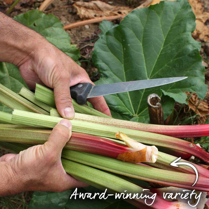 Person cutting rhubarb stalks with a knife, surrounded by green leaves.