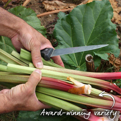 Person cutting rhubarb stalks with a knife, surrounded by green leaves.