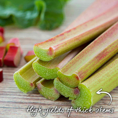 Stack of thick rhubarb stalks on a wooden surface with text indicating high yields of thick stems.