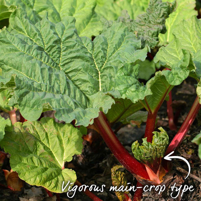Close-up of a rhubarb plant with green leaves and red stalks, labeled 'Vigorous main-crop type'.