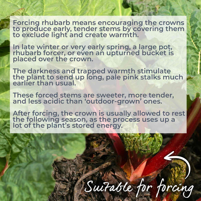 Text overlay on a rhubarb plant with information about forcing rhubarb.