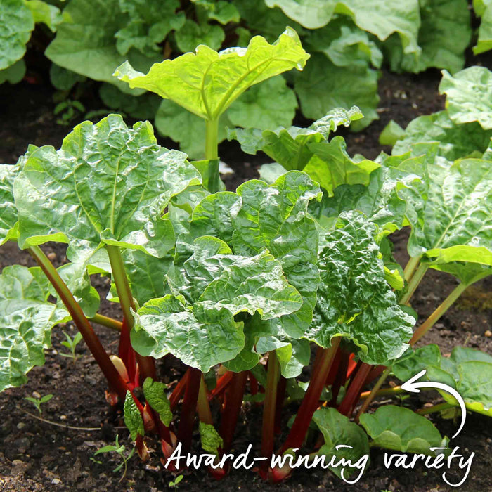 Green leafy rhubarb Raspberry Red plants with red stems in a garden setting, labeled 'Award-winning variety'.