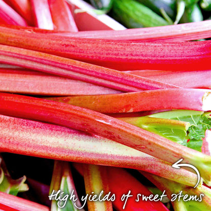 Close-up of red rhubarb stalks with green leaves, labeled 'High yields of sweet stems'.