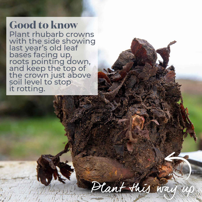 Rhubarb crown on white table with text box advice on how to plant it correctly and a label to show which way up it should be planted.