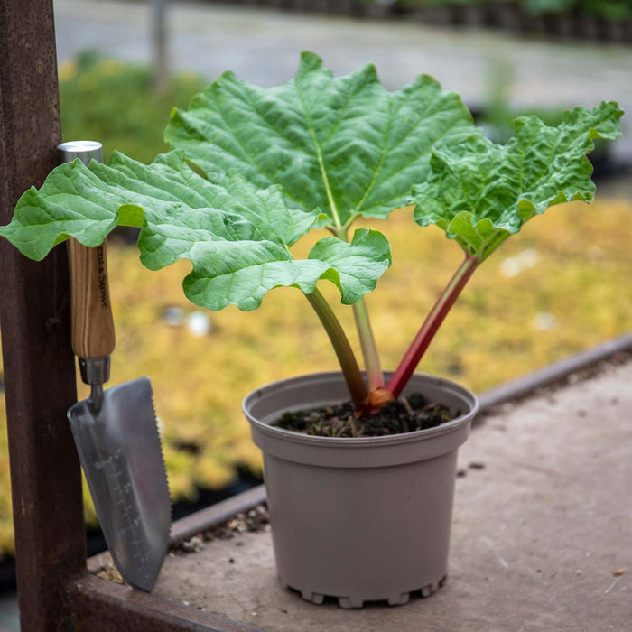 Healthy Rhubarb plant in a 2 Litre pot sat on a brown table with trowel.