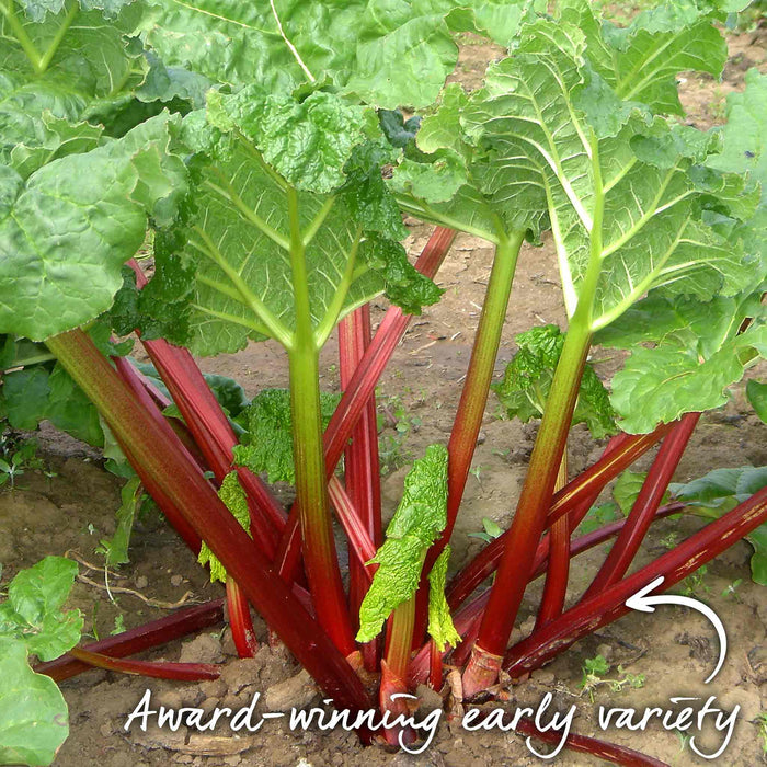 Close-up of rhubarb plants with red stems and green leaves, labeled 'Award-winning early variety'.