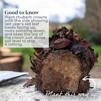 Rhubarb crown with text on how to plant it correctly.