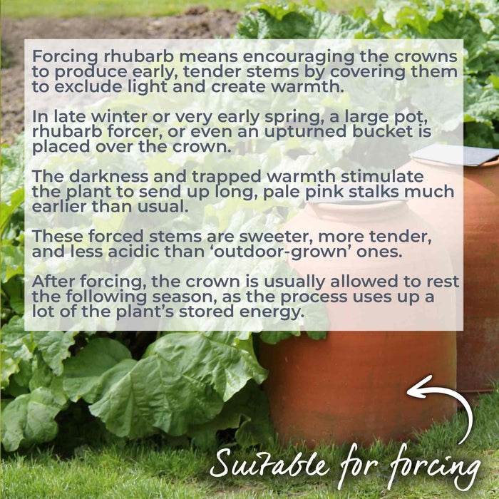 Text explaining rhubarb forcing method with a plot of rhubarb plants in the background.
