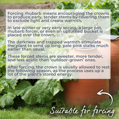 Text explaining rhubarb forcing method with a plot of rhubarb plants in the background.