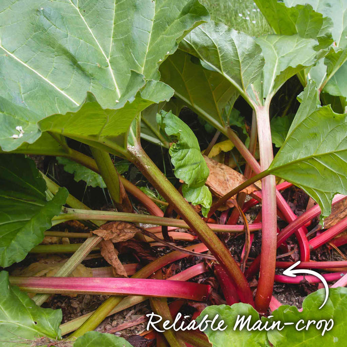 Close-up of a rhubarb plant with green leaves and red stems, labeled 'Reliable Main-crop'.